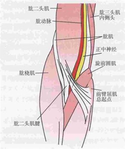 淺談正中神經損傷的臨床表現